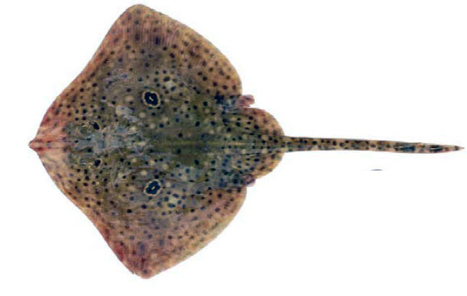 Raja polystigma_014.jpg